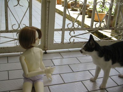 here kitty kitty...